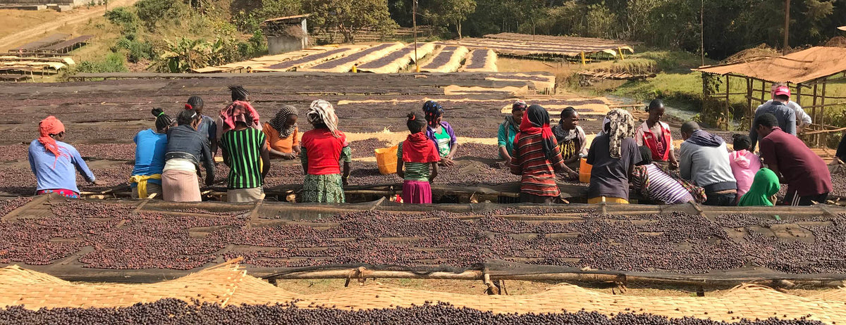 ethiopian woman coffee harvesters.